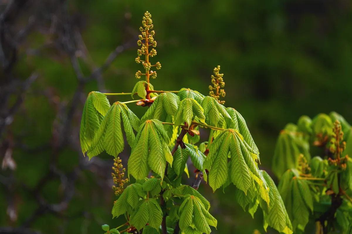 Horse Chestnut Tree Care: Preventing Leaf Miner and Bleeding Canker