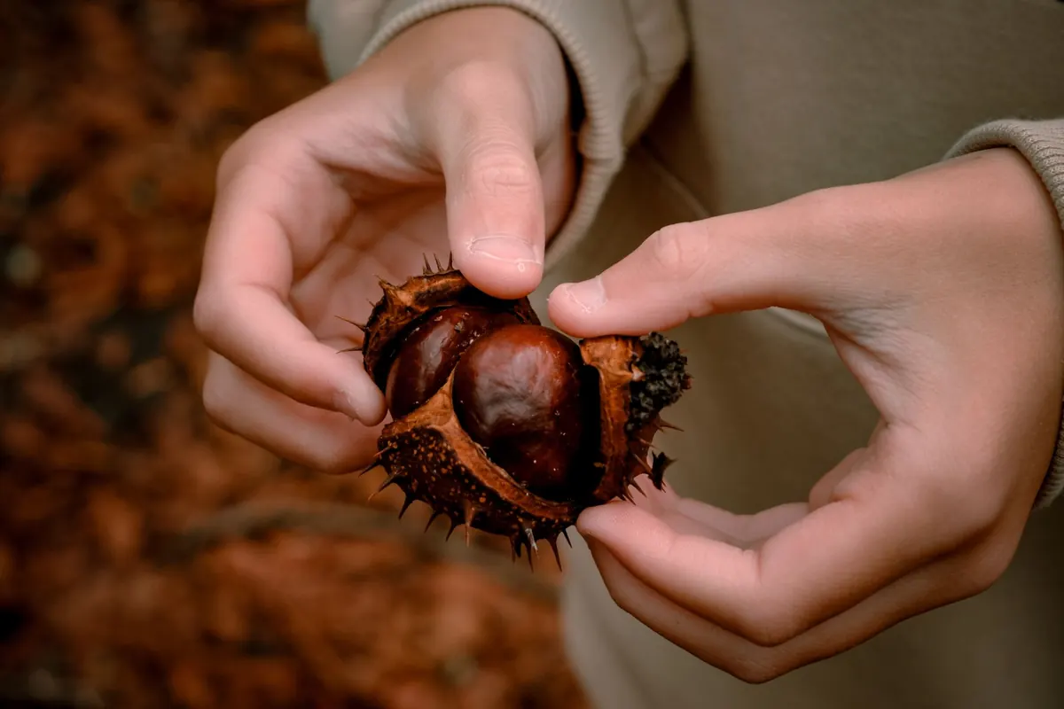 Inside the World Conker Championships: History, Rules, and Highlights