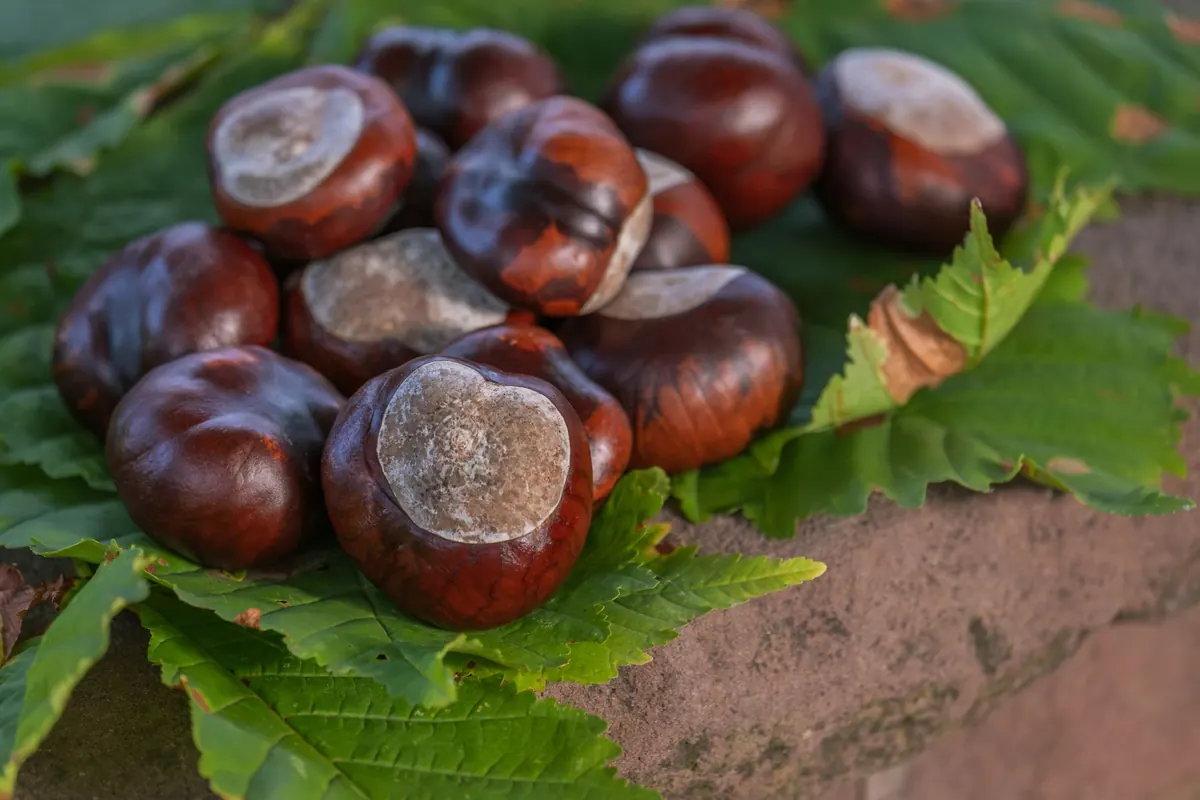 The Ultimate Conker Tournament Checklist: What to Bring and Prepare