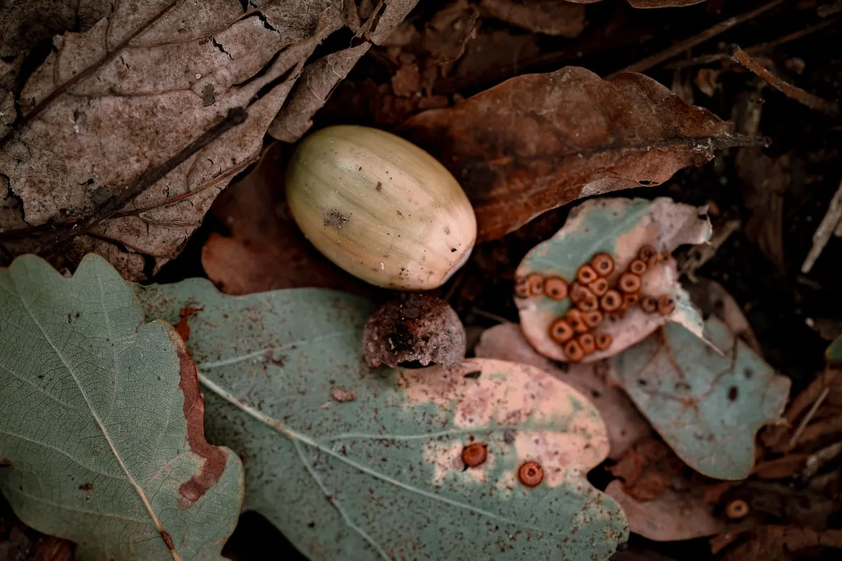When and Where to Collect Conkers: A Seasonal Foraging Guide